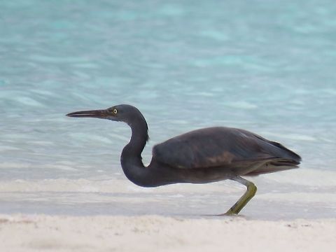 Ready to strike                                 Bird,Eastern Reef Heron,Egretta sacra,Heron,Pacific Reef Heron,Palawan,Philippines