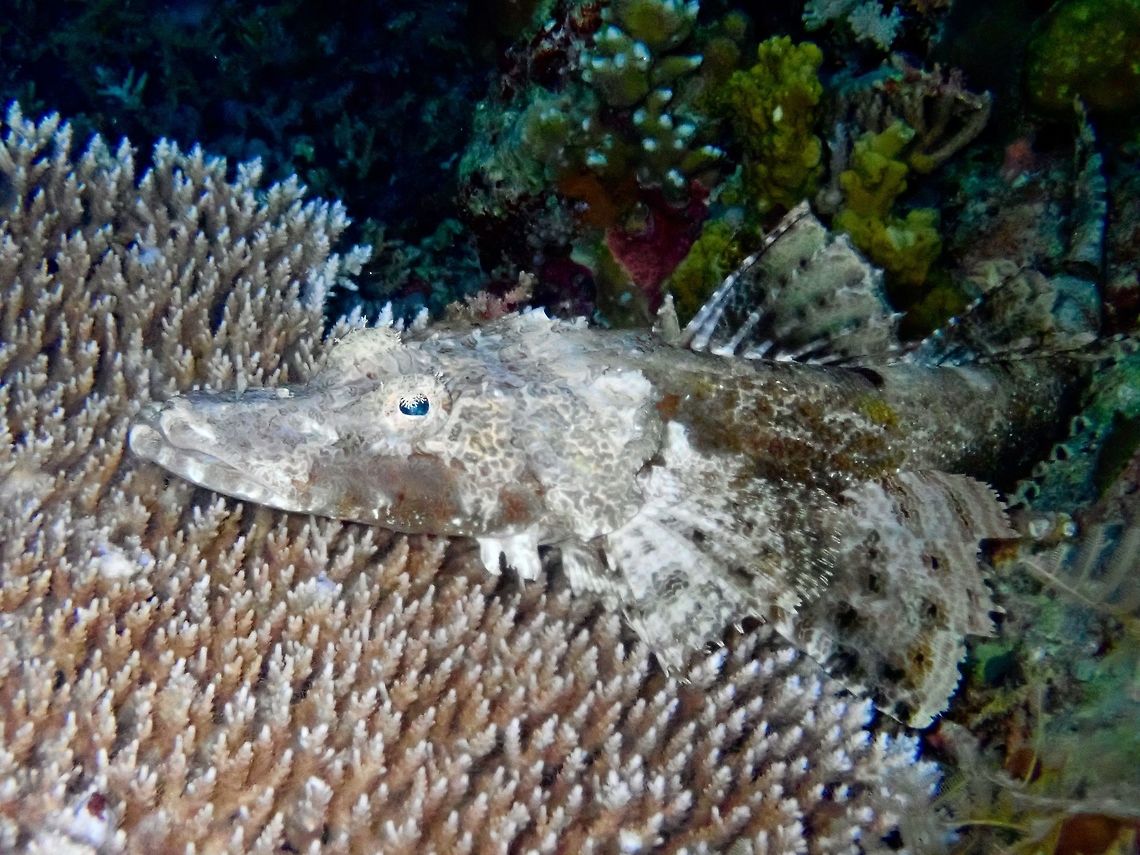 Crocodile Flathead - Cymbacephalus beauforti  Cymbacephalus beauforti,Fish,Flathead,Palawan,Philippines