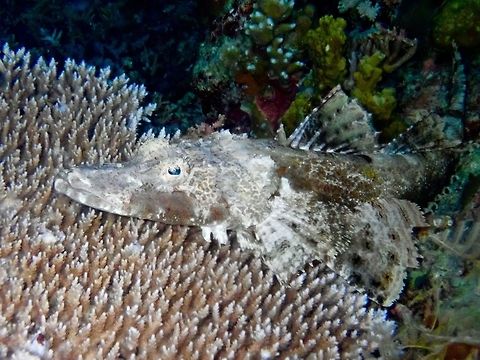 Crocodile Flathead - Cymbacephalus beauforti  Cymbacephalus beauforti,Fish,Flathead,Palawan,Philippines