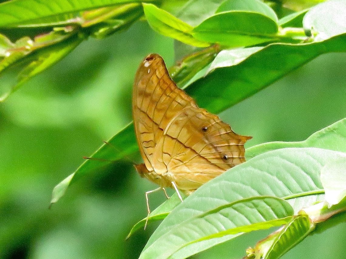 Lesser Cruiser - Vindula dejone dejone Sub-species of Lesser Cruiser - Vindula dejone dejone, recorded from Philippines. Aurora,Butterfly,Lesser Cruiser,Philippines,Vindula dejone,Vindula dejone dejone