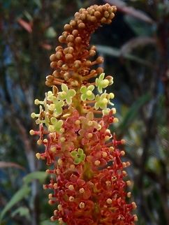 Flowers of Pitcher Plant - Nepenthes deaniana  Flowers,Nepenthes deaniana,Palawan,Philippines,Pitcher Plant
