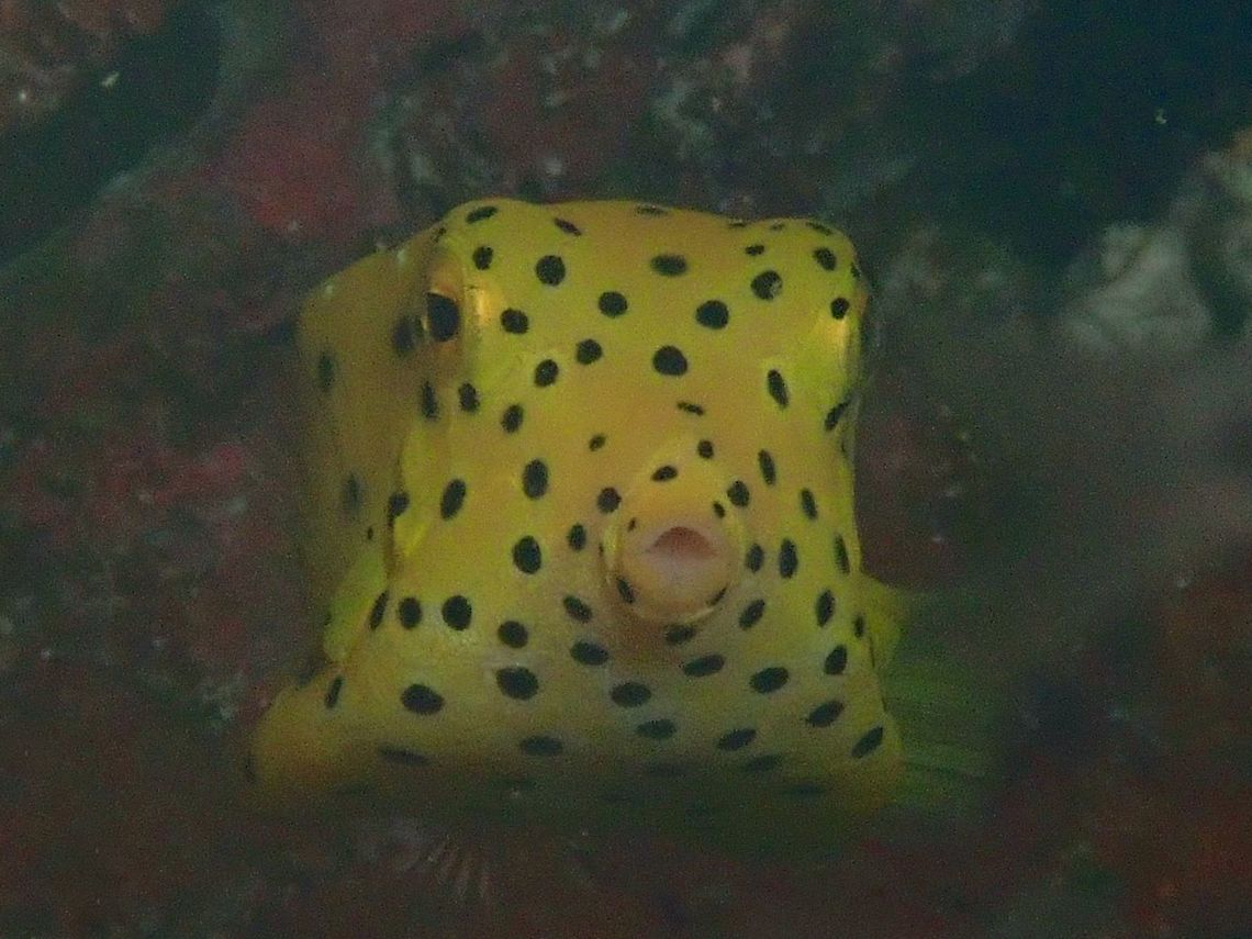 Yellow Box Fish - Ostracion cubicus  Boxfish,Fish,Maldives,Ostracion cubicus,Yellow Boxfish