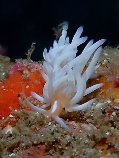 Nudibranch - Caloria sp.  Anilao,Batangas,Caloria,Caloria sp,Nudibranch,Philippines