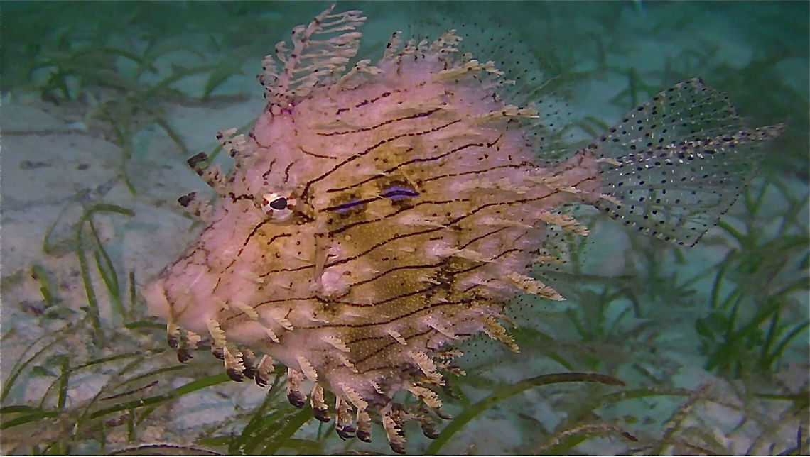 Weedy Filefish - Chaetodermis penicilligerus The Weedy Filefish - Chaetodermis penicilligerus is also known as Leafy Filefish, its brown to brownish yellow, shaggy covered with numerous skin flaps; wavy brown lines on side, black dots on transparent dorsal anal and tail fins.<br />
<br />
This was seen at Mabul Island, Sabah back in 2012. Chaetodermis penicilligerus,Filefish,Leafy Filefish,Mabul,Malaysia,Prickly leather-jacket,Sabah,Weedy Filefish