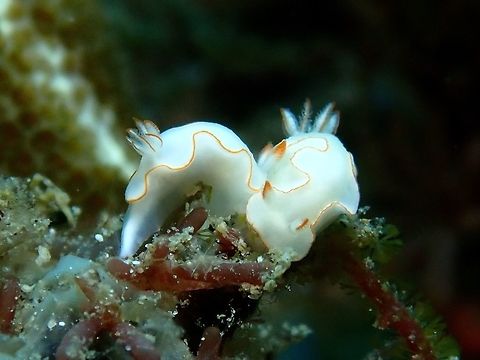 Nudibranch - Thorunna furtiva  Anilao,Batangas,Nudibranch,Philippines,Thorunna furtiva,Thorunna furtive