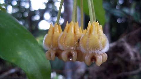 Hoya lasiantha Hoya lasiantha, found in Peninsula Malaysia and Borneo - has larger golden flowers with prominent corona protruding like eroded molars. Flower,Hoya lasiantha,Malaysia,Plant,Sabah