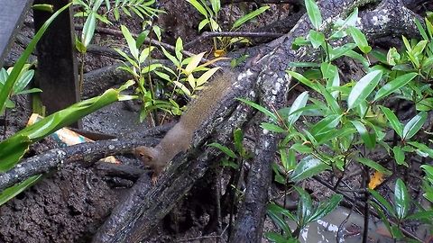 Bornean Mountain Ground Squirrel - Dremomys everetti Saw this Bornean Mountain Ground Squirrel - Dremomys everetti during a climb to Mt. Kinabablu. Bornean Mountain Ground Squirrel,Dremomys everetti,Malaysia,Sabah,Squirrel