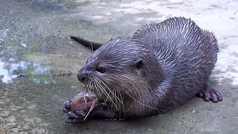 Fishy meal Not exactly certain, but possibly Smooth-Coated Otter - Lutrogale perspicillata.

There are 4 known species of Otter recorded from Borneo :
1. Smooth-Coated Otter - Lutrogale perspicillata
2. Oriental Small-Clawed Otter - Amblonyx cinerea (smaller in size)
3. Eurasian Otter - Lutra lutra (not likely and record of it in Borneo could be questionable)
4. Hairy-nosed Otter - Lutra sumatrana (this is a rarer species to be found from Borneo). Lutrogale perspicillata,Malaysia,Sabah,Smooth-coated Otter