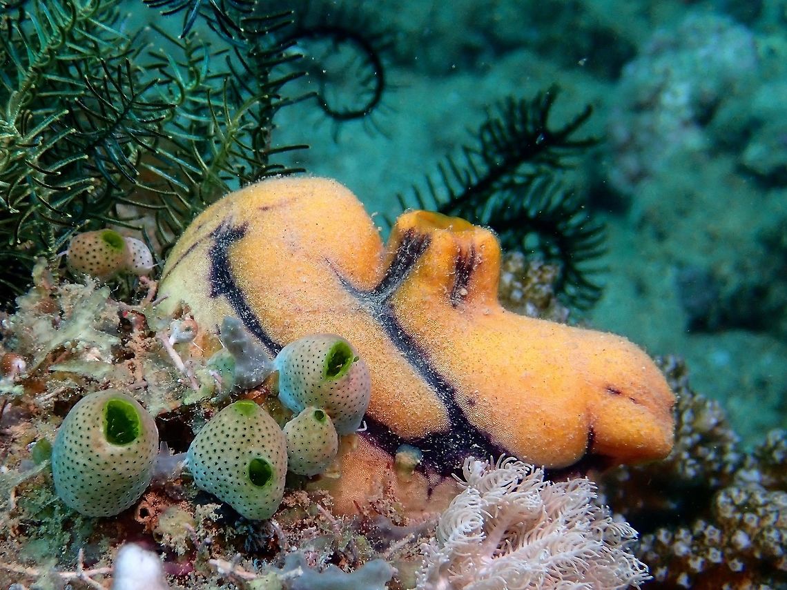 Ox Heart Ascidian/Tunicate - Polycarpa aurata  Anilao,Batangas,Ox Heart Ascidina,Philippines,Polycarpa aurata,Tunicate