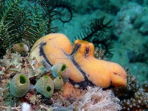 Ox Heart Ascidian/Tunicate - Polycarpa aurata  Anilao,Batangas,Ox Heart Ascidina,Philippines,Polycarpa aurata,Tunicate