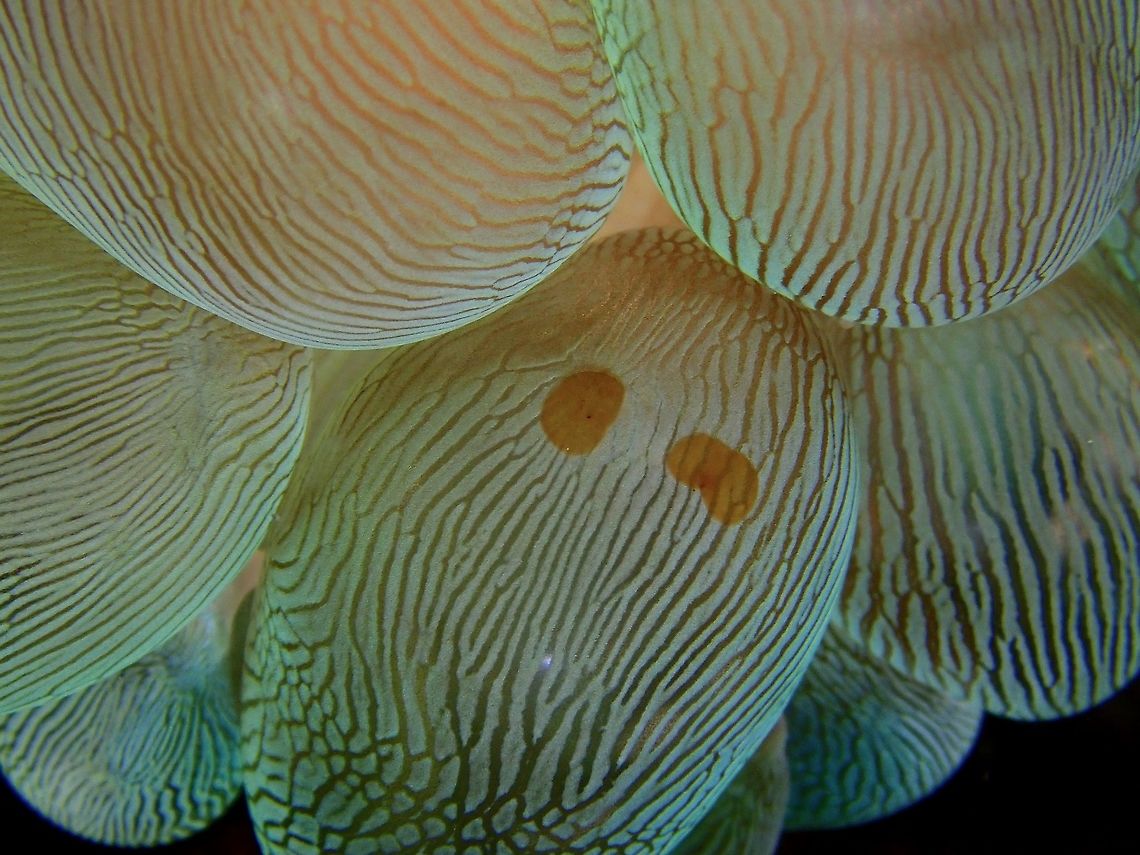 Acoel Flatworm - Waminoa brickneri The 2 small brown thing are the Acoel Flatworm, seen here on Bubble Corals, one of their food source. Acoel Flatworm,Anilao,Batangas,Philippines,Waminoa brickneri