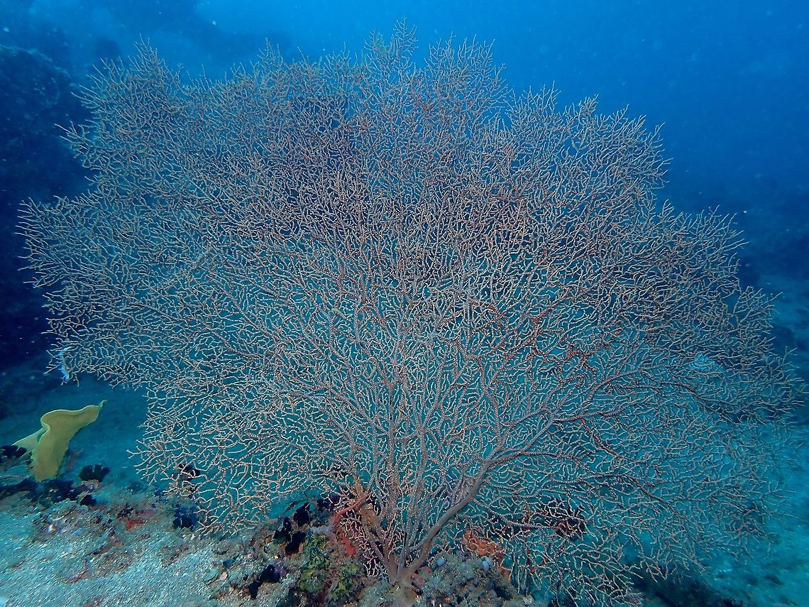 Gorgonian Seafan - Muricella plectana This Gorogonian Seafan - Muricella plectana can be in yellow/orange as in this picture or purple/pink. Anilao,Batangas,Gorgonian Sea Fan,Muricella plectana,Philippines,Sea Fan