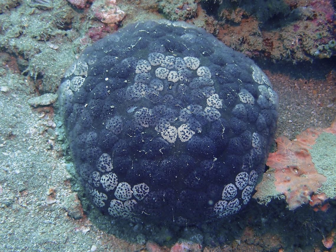 Pin Cushion Starfish - Culcita novaeguineae  Anilao,Batangas,Culcita novaeguineae,Philippines,Pin Cushion Starfish,Pin-cushion Sea Star,Starfish