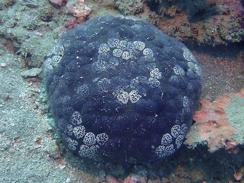 Pin Cushion Starfish - Culcita novaeguineae  Anilao,Batangas,Culcita novaeguineae,Philippines,Pin Cushion Starfish,Pin-cushion Sea Star,Starfish