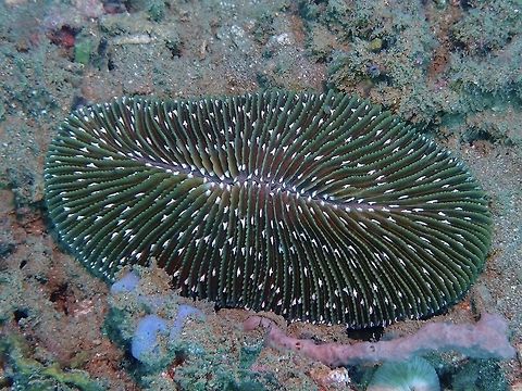 Mushroom Coral - Ctenactis albitentaculata  Anilao,Batangas,Coral,Ctenactis albitentaculata,Mushroom Coral,Philippines