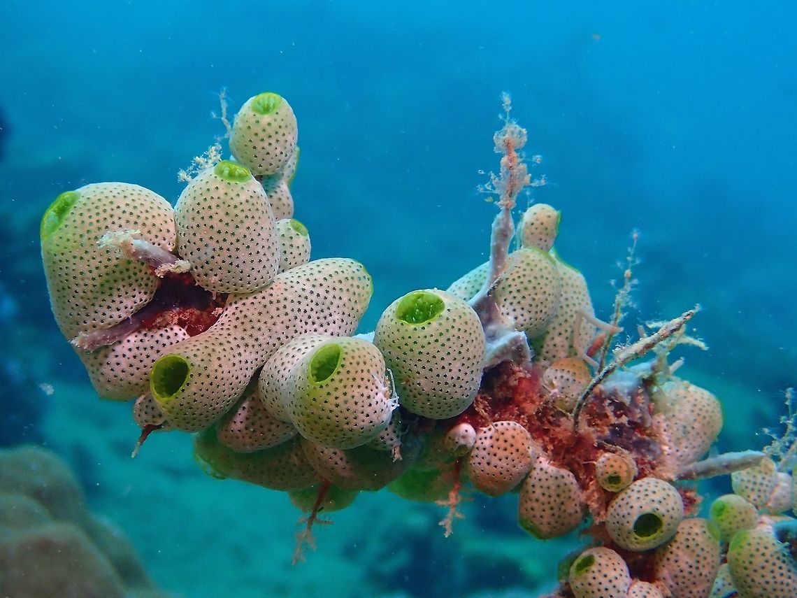 Tall Urn Ascidian - Didemnum molle  Anilao,Batangas,Didemnum molle,Philippines,Tall Urn Ascidian,Tunicate