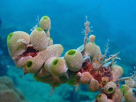 Tall Urn Ascidian - Didemnum molle  Anilao,Batangas,Didemnum molle,Philippines,Tall Urn Ascidian,Tunicate