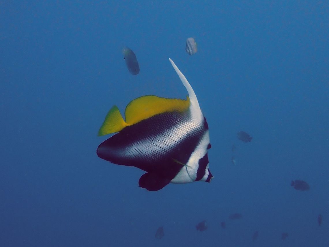 Singular Bannerfish - Heniochus singularius  Anilao,Bannerfish,Batangas,Fish,Heniochus singularius,Heniochus singularus,Philippines,Singular Bannerfish