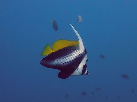 Singular Bannerfish - Heniochus singularius  Anilao,Bannerfish,Batangas,Fish,Heniochus singularius,Heniochus singularus,Philippines,Singular Bannerfish