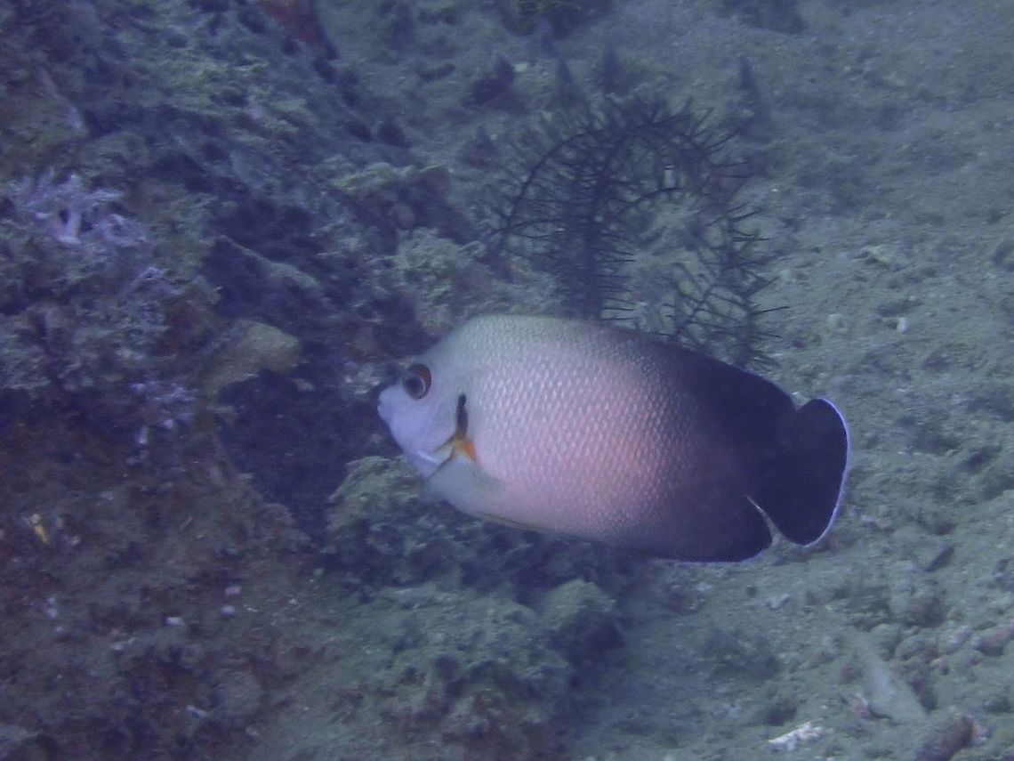 Pearl-Scaled Angelfish - Centropyge vrolikii The Pearl-Scaled Angelfish - Centropyge vrolikii has pale gray head and forebody gradating to black on rear body and adjacent fins, tail black with fine blue margin. Angelfish,Anilao,Batangas,Centropyge vrolikii,Fish,Pearl-Scaled Angelfish,Philippines