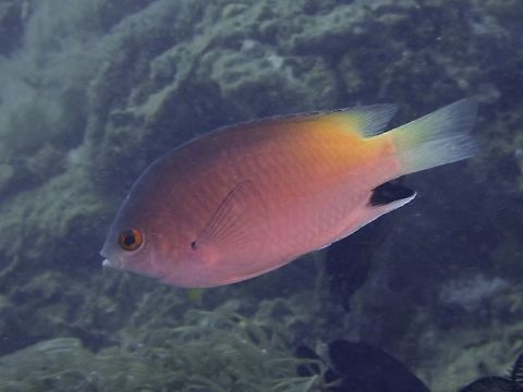 Blackspot Damselfish - Pomacentrus stigma The Blackspot Damselfish - Pomacentrus stigma is light gray with black blotch on rear anal fin. Anilao,Batangas,Blackspot Damselfish,Damselfish,Fish,Philippines,Pomacentrus stigma