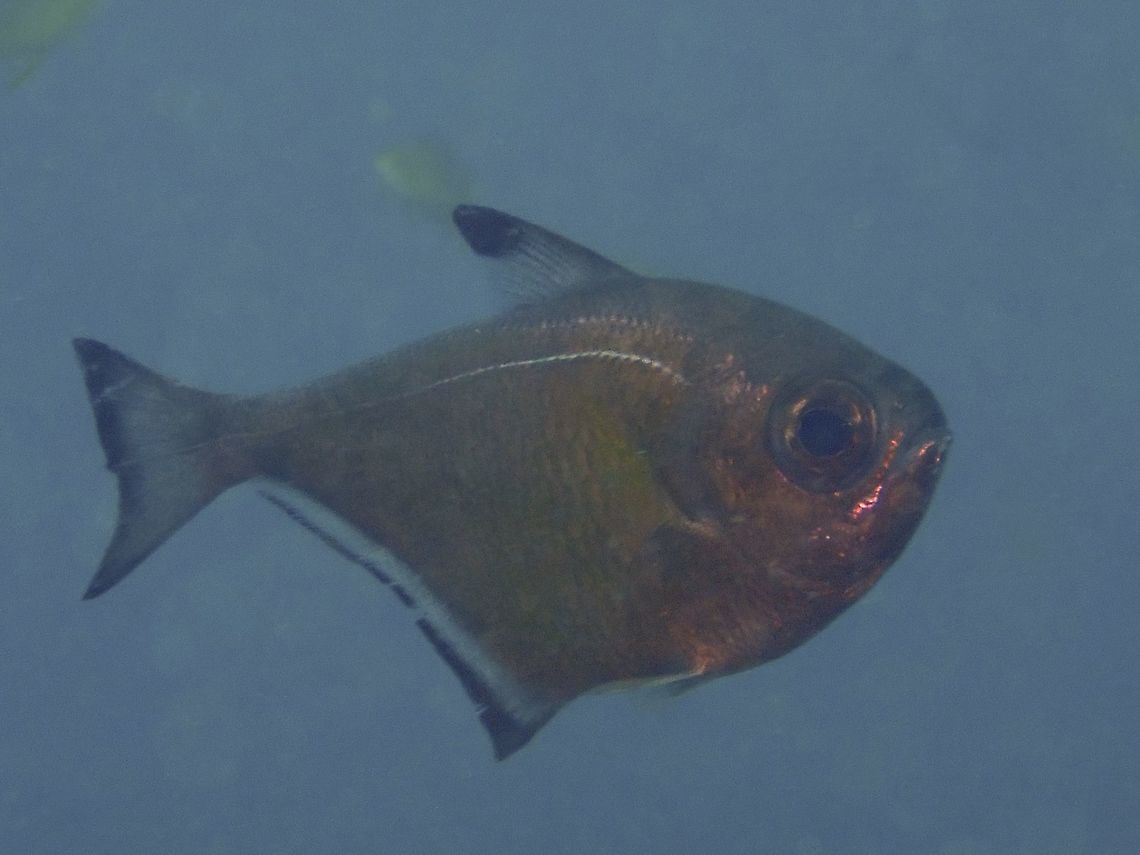 Vanikoro Sweeper - Pempheris vanicolensis The Vanikoro Sweeper - Pempheris vanicolensis is copper brown, broad black tip on 1st dorsal fin, black margin on anal fin and tail. Anilao,Batangas,Fish,Pempheris vanicolensis,Philippines,Vanikoro Sweeper