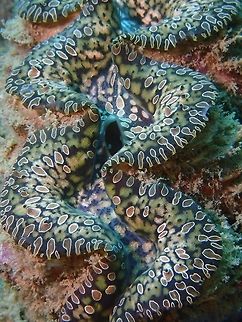 Teardrop Giant Clam - Tridacna noae  Anilao,Batangas,Clam,Giant Clam,Philippines,Teardrop Giant Clam,Tridacna noae