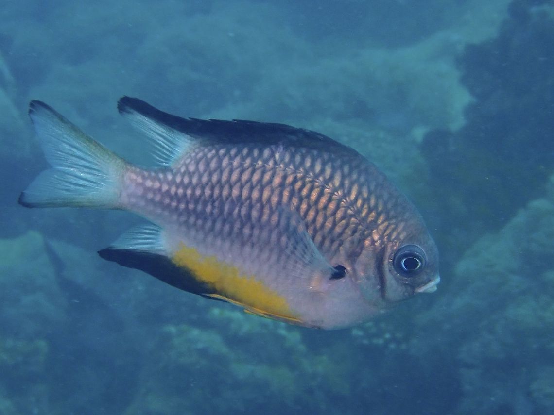 White-Belly Damselfish - Amblyglyphidodon leucogaster The White-Belly Damselfish - Amblyglyphidodon leucogaster is gray with pale scale centers, yellow ventral fins; black edge on dorsal, anal and tail fins. Amblyglyphidodon leucogaster,Anilao,Batangas,Damselfish,Fish,White-Belly Damselfish