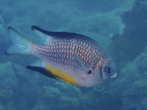 White-Belly Damselfish - Amblyglyphidodon leucogaster The White-Belly Damselfish - Amblyglyphidodon leucogaster is gray with pale scale centers, yellow ventral fins; black edge on dorsal, anal and tail fins. Amblyglyphidodon leucogaster,Anilao,Batangas,Damselfish,Fish,White-Belly Damselfish