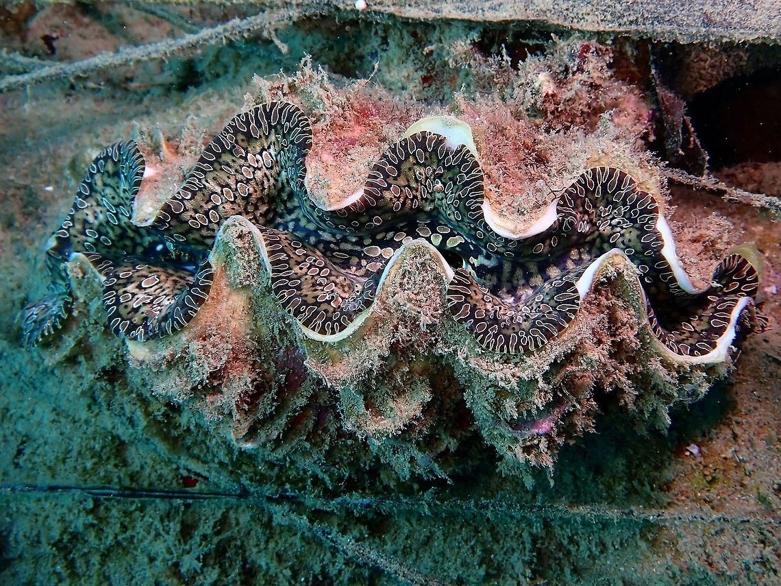 Tear Drop Giant Clam - Tridacna noae  Anilao,Batangas,Clam,Giant Clam,Philippines,Tear Drop Giant Clam,Tridacna noae