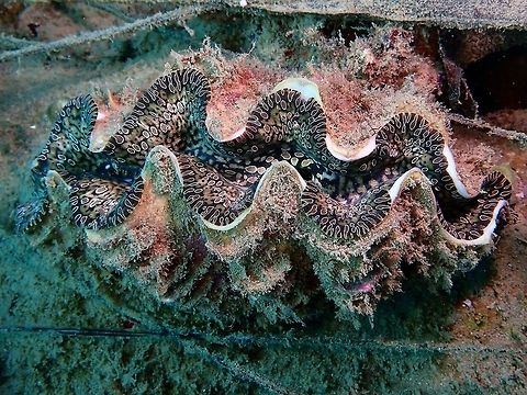 Tear Drop Giant Clam - Tridacna noae  Anilao,Batangas,Clam,Giant Clam,Philippines,Tear Drop Giant Clam,Tridacna noae