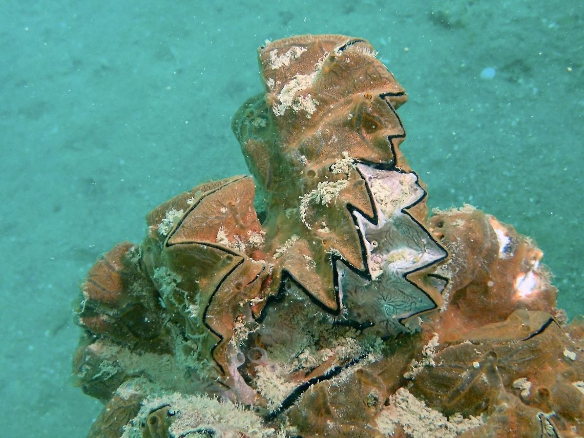 Cockscomb Oyster  Anilao,Batangas,Clam,Cockscomb Oyster,Lopha cristagalli,Oyster,Philippines