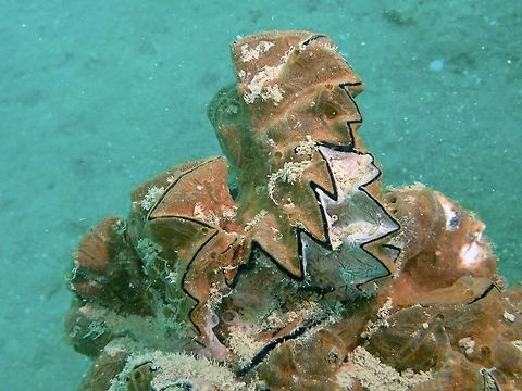 Cockscomb Oyster  Anilao,Batangas,Clam,Cockscomb Oyster,Lopha cristagalli,Oyster,Philippines