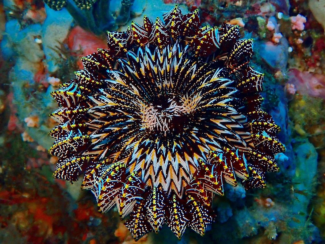Beauty in Geometry Crinoid - Himerometra robustipinna at rest, with its arms curled up, showing the underside of its arms with amazing markings that makes up interesting geometric designs. Anilao,Batangas,Crinoid,Himerometra robustipinna,Philippines,Strong Arm Crinoid