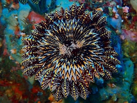 Beauty in Geometry Crinoid - Himerometra robustipinna at rest, with its arms curled up, showing the underside of its arms with amazing markings that makes up interesting geometric designs. Anilao,Batangas,Crinoid,Himerometra robustipinna,Philippines,Strong Arm Crinoid