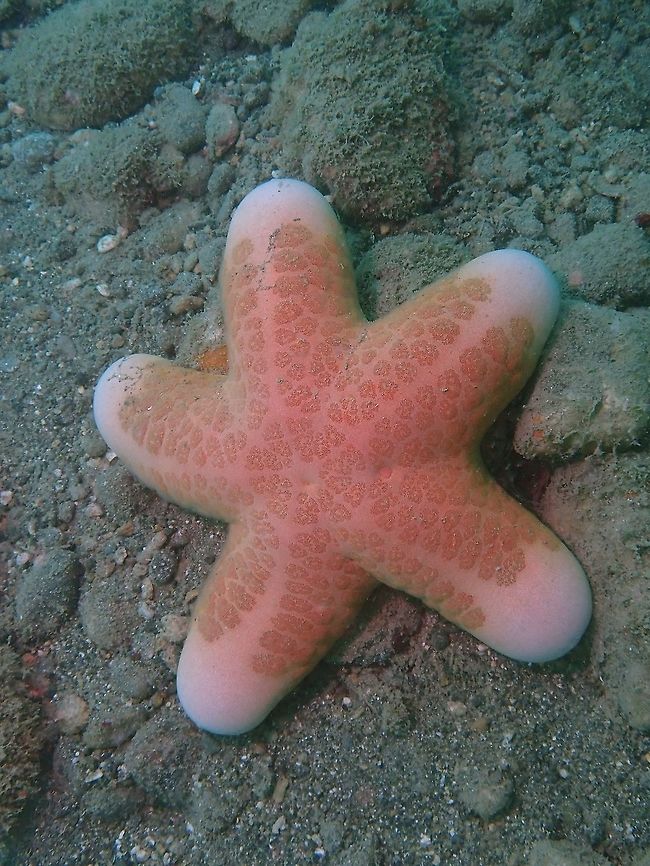 Granulated Seastar - Choriaster granulatus  Anilao,Batangas,Choriaster granulatus,Granulated Seastar,Philppines,Seastar