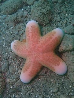 Granulated Seastar - Choriaster granulatus  Anilao,Batangas,Choriaster granulatus,Granulated Seastar,Philppines,Seastar