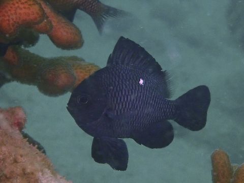 Threespot Dascyllus - Dascyllus trimaculatus The Threespot Dascyllus - Dascyllus trimaculatus got its name as when at juvenile phase, they have 2 whitespots on the side of its body and another white spot on the forehead.  However, this spots disappears as they gets bigger and eventually, as adults, they do not have any more white spots anymore. Anilao,Batangas,Dascyllus trimaculatus,Fish,Philippines,Threespot dascyllus