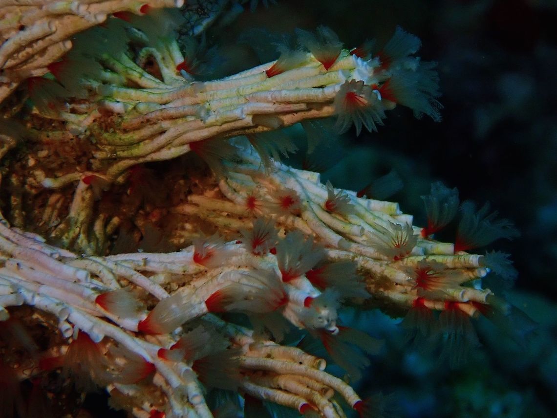 Filigree Worms - Filograna implexa Filograna implexa has a translucent, pinkish-grey body up to 0.4-0.5 cm in length. It forms a thin, translucent white tube marked by thin growth rings from which it extends its tentacles and is normally found in colonies of large numbers. The body has up to 35 chaetae-bearing segments divided into a membrane-covered thoracic region of 6-9 segments and abdominal region. An unsegmented region that does not have chaetae separates the thorax and abdomen. The abdominal chaetae are smaller than the thoracic which develop a sickle-shaped towards the posterior end. Each segment also bears a pair of small, toothed, rasp-shaped plates (uncini) attached to the parapoda that are smaller in the abdominal region than in the thoracic region. The head bears two eyes and has two lobes each bearing four colourless, white or pinkish pinnate tentacles. Two of the eight tentacles, one on each side have a distinctive pale yellow, cup-shaped operculum. The base of the tentacles is surrounded by a toothed collar that has finely serrated chaetae and is notched on the ventral surface. Anilao,Batangas,Filigree Worms,Filograna implexa,Philippines,Polychaete Worms