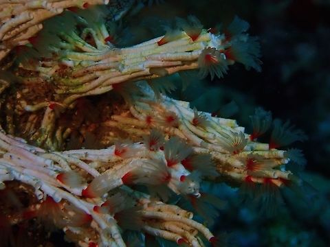 Filigree Worms - Filograna implexa Filograna implexa has a translucent, pinkish-grey body up to 0.4-0.5 cm in length. It forms a thin, translucent white tube marked by thin growth rings from which it extends its tentacles and is normally found in colonies of large numbers. The body has up to 35 chaetae-bearing segments divided into a membrane-covered thoracic region of 6-9 segments and abdominal region. An unsegmented region that does not have chaetae separates the thorax and abdomen. The abdominal chaetae are smaller than the thoracic which develop a sickle-shaped towards the posterior end. Each segment also bears a pair of small, toothed, rasp-shaped plates (uncini) attached to the parapoda that are smaller in the abdominal region than in the thoracic region. The head bears two eyes and has two lobes each bearing four colourless, white or pinkish pinnate tentacles. Two of the eight tentacles, one on each side have a distinctive pale yellow, cup-shaped operculum. The base of the tentacles is surrounded by a toothed collar that has finely serrated chaetae and is notched on the ventral surface. Anilao,Batangas,Filigree Worms,Filograna implexa,Philippines,Polychaete Worms