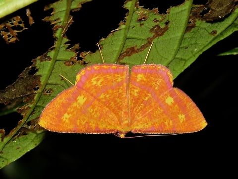 Moth - Eumelea ludovicata                                 Eumelea,Eumelea ludovicata,Eumelea sp,Malaysia,Moth,Sabah,Tawau