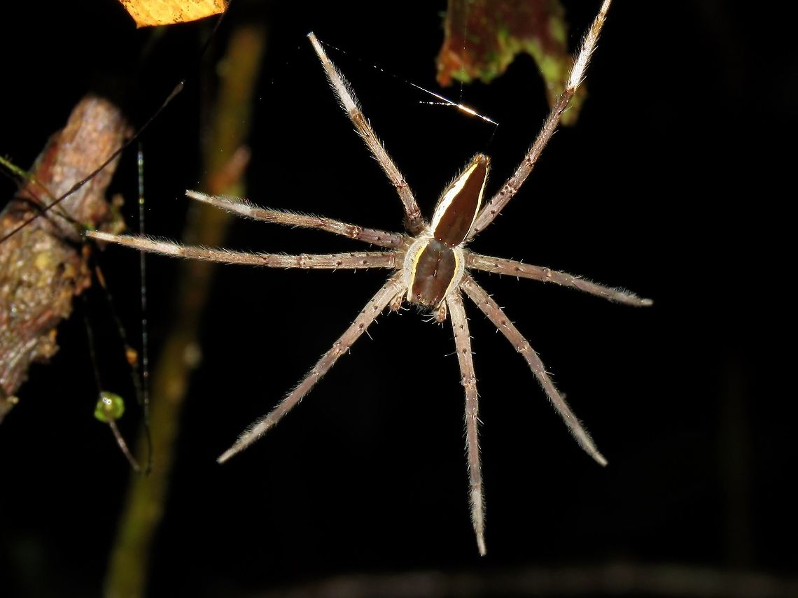 Fishing Spider - Nilus albocinctus                                 Fishing Spider,Malaysia,Nilus albocinctus,Sabah,Spider,Tawau
