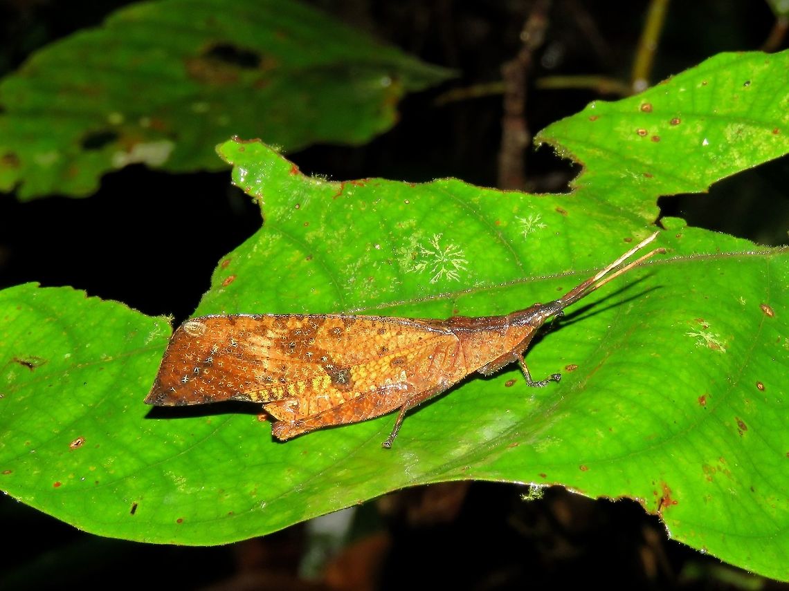 Grasshopper - Trigonopteryx sp                                 Grasshopper,Malaysia,Sabah,Tawau,Trigonopteryx,Trigonopteryx sp