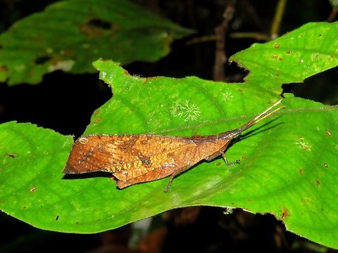 Grasshopper - Trigonopteryx sp                                 Grasshopper,Malaysia,Sabah,Tawau,Trigonopteryx,Trigonopteryx sp
