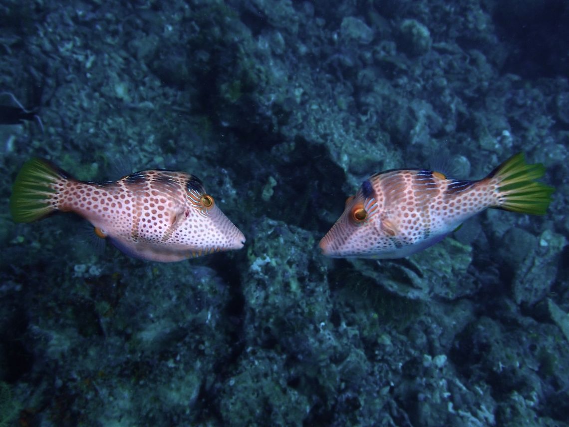 Looking for a Kiss A pair of Black-Saddled Toby - Canthigaster valentini was seen &#039;courting&#039; swimming in circles checking each other out.   Anilao,Batangas,Black-Saddled Toby,Canthigaster valentini,Fish,Philippines,Toby,Valentinnis Sharpnose Puffer