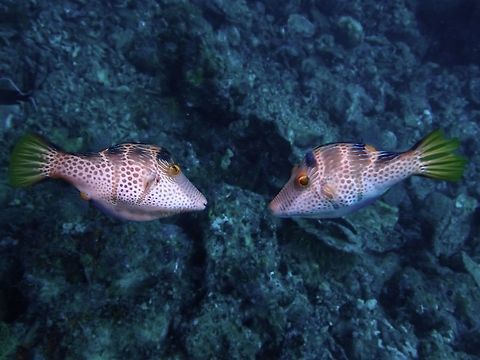 Looking for a Kiss A pair of Black-Saddled Toby - Canthigaster valentini was seen 'courting' swimming in circles checking each other out.   Anilao,Batangas,Black-Saddled Toby,Canthigaster valentini,Fish,Philippines,Toby,Valentinnis Sharpnose Puffer