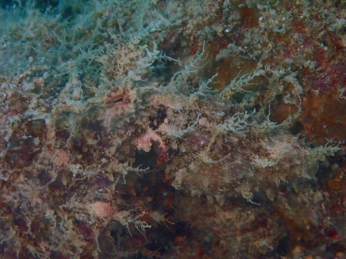 Can you see me? An Algae Octopus - Abdopus aculeatus resting on the sea bottom, very well camouflage among the sandy/rocky bottom that was covered in dust particles (due to big waves during recent typhoon).<br />
<br />
This is another picture of the same Octopus to see it more clearly :<br />
<br />
<figure class="photo"><a href="https://www.jungledragon.com/image/65126/on_the_move.html" title="On the move"><img src="https://s3.amazonaws.com/media.jungledragon.com/images/2994/65126_thumb.jpg?AWSAccessKeyId=05GMT0V3GWVNE7GGM1R2&Expires=1767225610&Signature=LME%2FR6V6nJb%2FrnpZTvI8vJbHGTo%3D" width="200" height="150" alt="On the move This Aglae Octopus - Abdopus aculeatus was on the move, allowing it to be seen more clearly.<br />
Its body and tentacles are covered in &#039;fillaments&#039; give it an appearance similar to algae, hence the name. Abdopus aculeatus,Algae Octopus,Anilao,Batangas,Octopus,Philippines" /></a></figure> Abdopus aculeatus,Algae Octopus,Anilao,Batangas,Octopus,Philippines