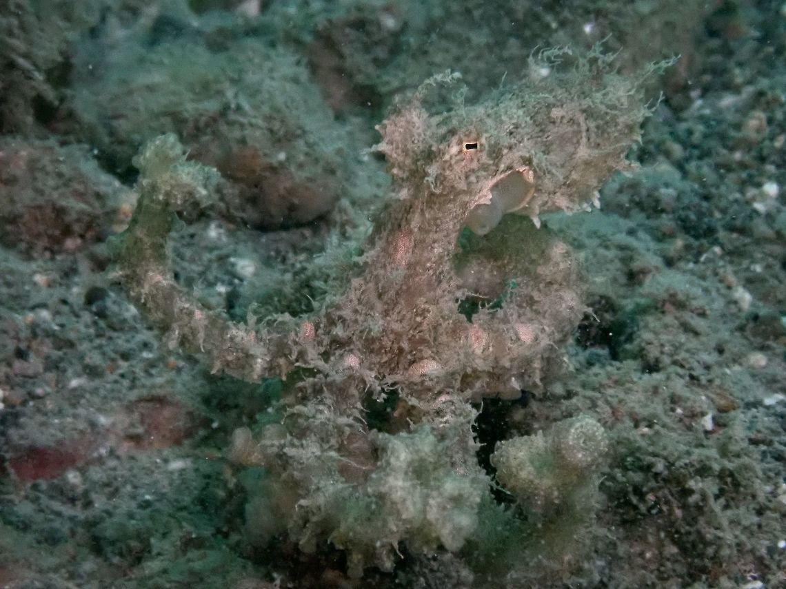 On the move This Aglae Octopus - Abdopus aculeatus was on the move, allowing it to be seen more clearly.<br />
Its body and tentacles are covered in &#039;fillaments&#039; give it an appearance similar to algae, hence the name. Abdopus aculeatus,Algae Octopus,Anilao,Batangas,Octopus,Philippines