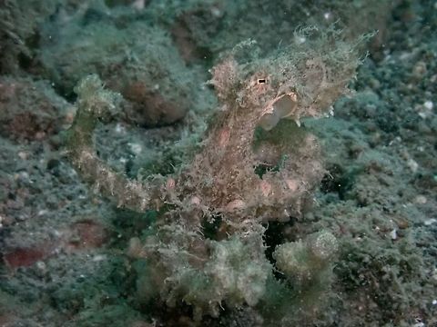 On the move This Aglae Octopus - Abdopus aculeatus was on the move, allowing it to be seen more clearly.
Its body and tentacles are covered in 'fillaments' give it an appearance similar to algae, hence the name. Abdopus aculeatus,Algae Octopus,Anilao,Batangas,Octopus,Philippines