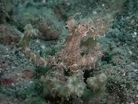 On the move This Aglae Octopus - Abdopus aculeatus was on the move, allowing it to be seen more clearly.<br />
Its body and tentacles are covered in 'fillaments' give it an appearance similar to algae, hence the name. Abdopus aculeatus,Algae Octopus,Anilao,Batangas,Octopus,Philippines
